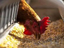 Groźna choroba drobiu w gminie Barczewo. Powiatowy Lekarz Weterynarii wydał komunikat