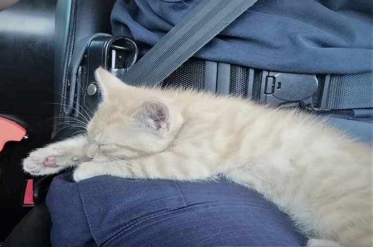 Biskupiec. 24-latek zostawił kota w mieszkaniu i przepadł. Będzie się tłumaczyć przed sądem