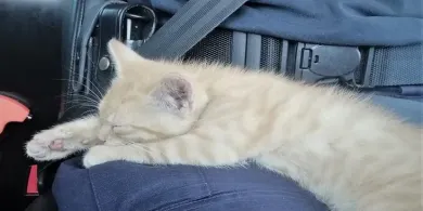 Biskupiec. 24-latek zostawił kota w mieszkaniu i przepadł. Będzie się tłumaczyć przed sądem