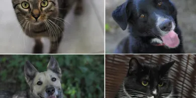 Czekają na dom pełen miłości. Poznaj czworo podopiecznych Schroniska dla Zwierząt w Olsztynie! [ZDJĘCIA]