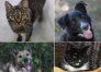Zwierzęta do adopcji z olsztyńskiego schroniska