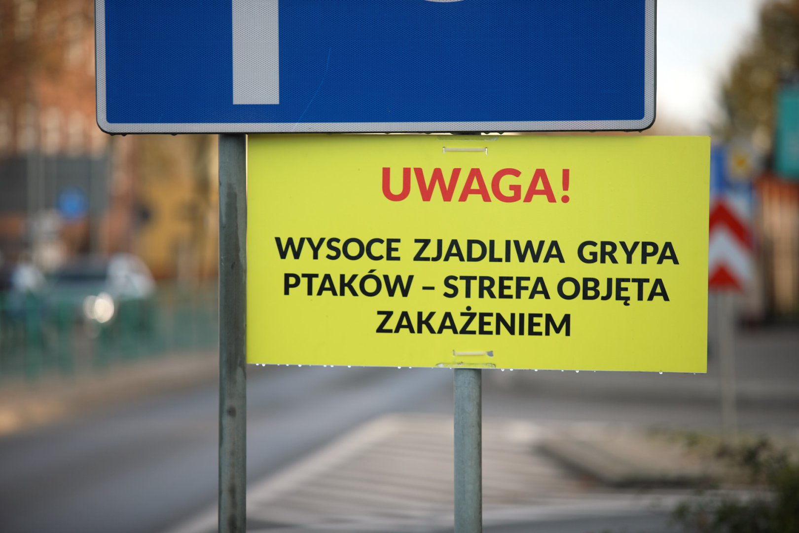 Ognisko ptasiej grypy w Olsztynie. "Wdrożone zostały procedury"