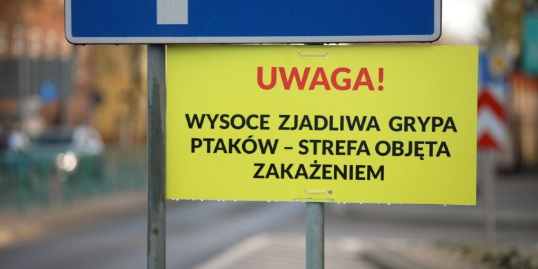 Ognisko ptasiej grypy w Olsztynie. 