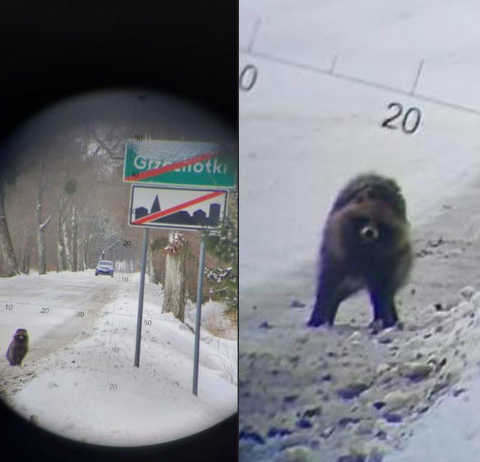 Kontrola drogowa i… dziwne zwierzę na horyzoncie. Nietypowa scena przy granicy z Rosją