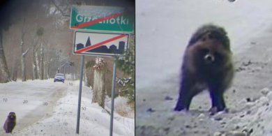 Artykuł: Kontrola drogowa i… dziwne zwierzę na horyzoncie. Nietypowa scena przy granicy z Rosją
