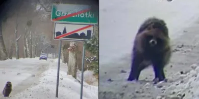 Kontrola drogowa i… dziwne zwierzę na horyzoncie. Nietypowa scena przy granicy z Rosją