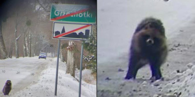 Kontrola drogowa i… dziwne zwierzę na horyzoncie. Nietypowa scena przy granicy z Rosją