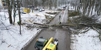 Artykuł: W Olsztynie zostanie wycięte ponad 1,3 tys. drzew. Jak miasto dba o zrównoważony rozwój? [ZDJĘCIA, WIDEO]