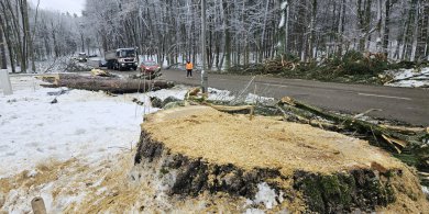 Artykuł: Chcą zdążyć z wycinką drzew pod ul. Nowobałtycką przed okresem ochronnym