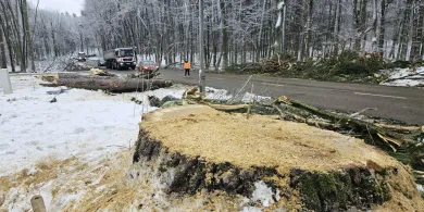 Chcą zdążyć z wycinką drzew pod ul. Nowobałtycką przed okresem ochronnym