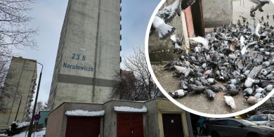 Artykuł: Olsztyn. Codziennie o godz. 14 pod blok przy Narutowicza zlatują się gołębie. Sąsiedzi mają dość