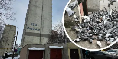 Olsztyn. Codziennie o godz. 14 pod blok przy Narutowicza zlatują się gołębie. Sąsiedzi mają dość