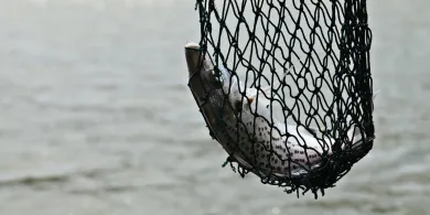 Jak zmieniły się sieci rybackie na przestrzeni lat?