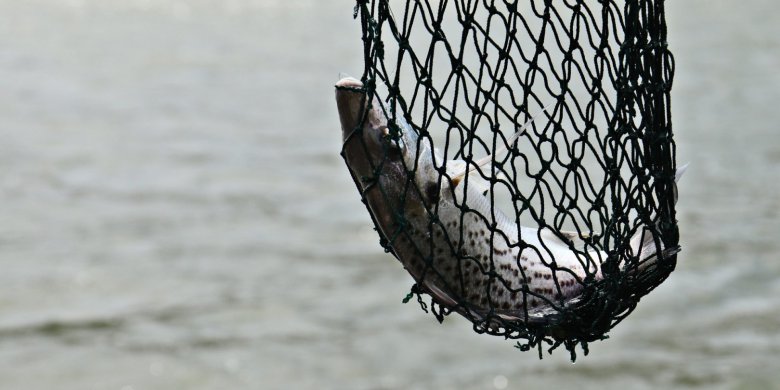 Jak zmieniły się sieci rybackie na przestrzeni lat?