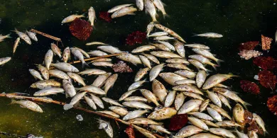 Olsztyn. Martwe ryby w stawie na osiedlu Jaroty. Czy można było je uratować?