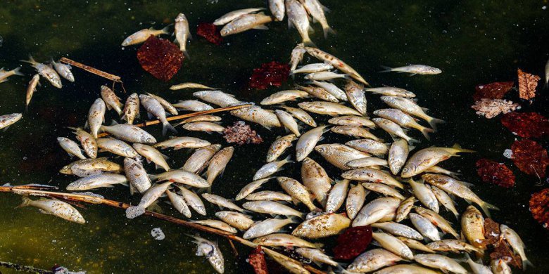 Olsztyn. Martwe ryby w stawie na osiedlu Jaroty. Czy można było je uratować?