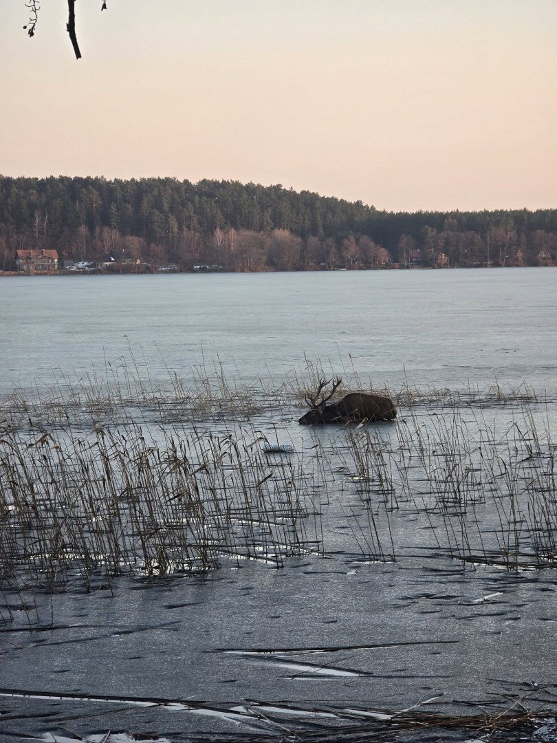 OSP w Pluskach uratowała jelenia z rozmarzającego jeziora! [WIDEO]