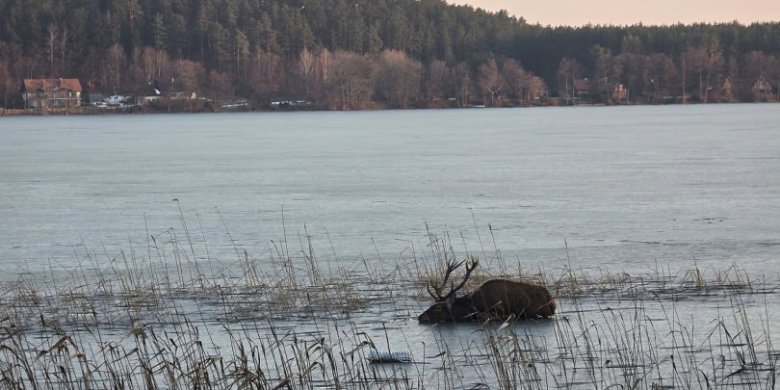 OSP w Pluskach uratowała jelenia z rozmarzającego jeziora! [WIDEO]