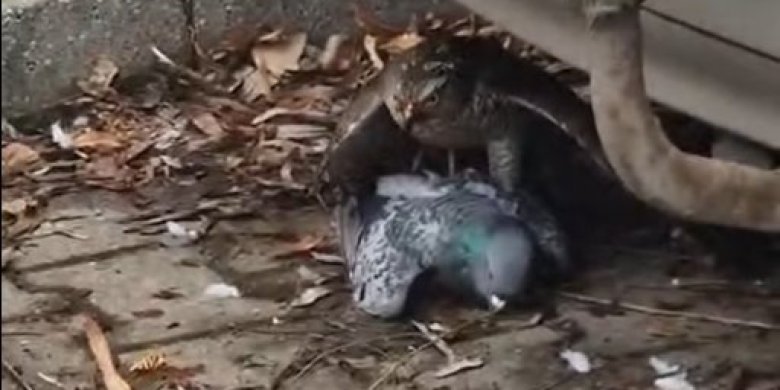 Drapieżny ptak na starówce w Olsztynie. To samica krogulca [WIDEO]