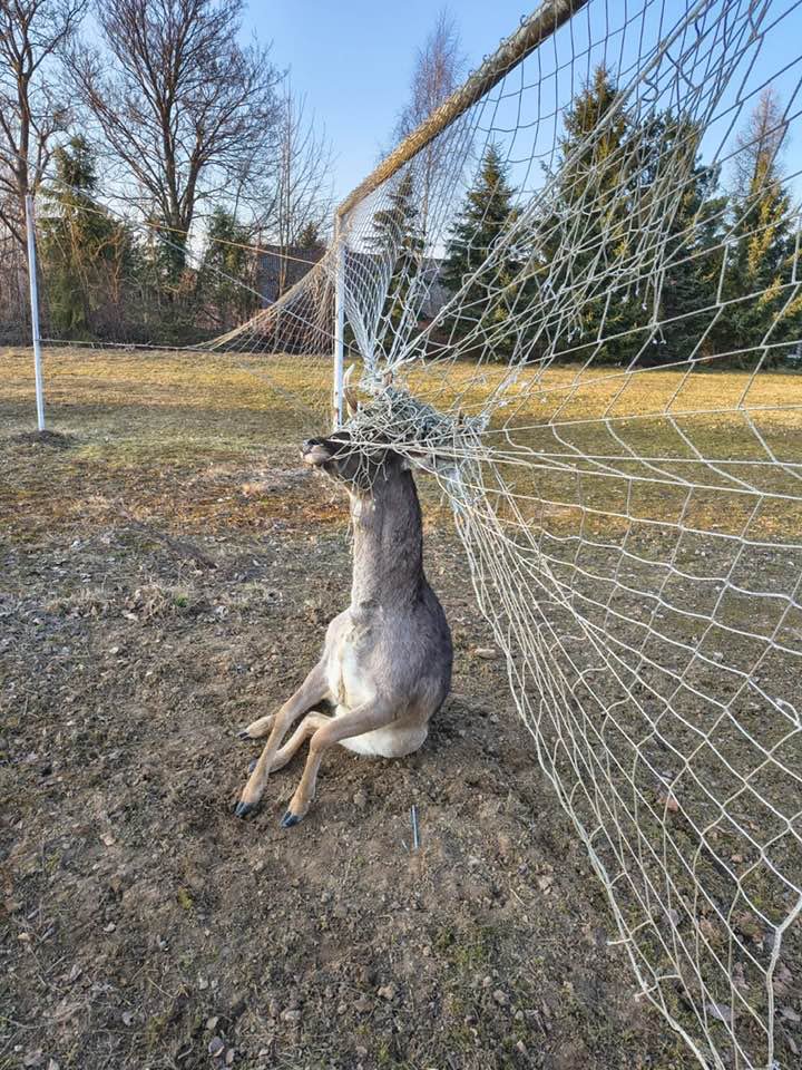 Gmina Dywity. Dzięki szybkiej reakcji dwóch chłopców, uratowano młodego jelenia [ZDJĘCIA]