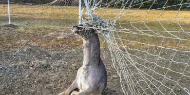 Gmina Dywity. Dzięki szybkiej reakcji dwóch chłopców, uratowano młodego jelenia [ZDJĘCIA]