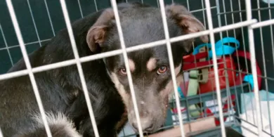 Gmina Jonkowo. Tragedia psów i krów. Służby badają sprawę