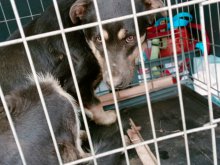 Gmina Jonkowo. Tragedia psów i krów. Służby badają sprawę