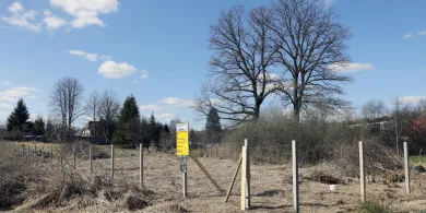 Olsztyn. Deweloper ogrodził działki przy 150-letnich dębach. Mieszkańcy chcą wstrzymania prac [ZDJĘCIA]
