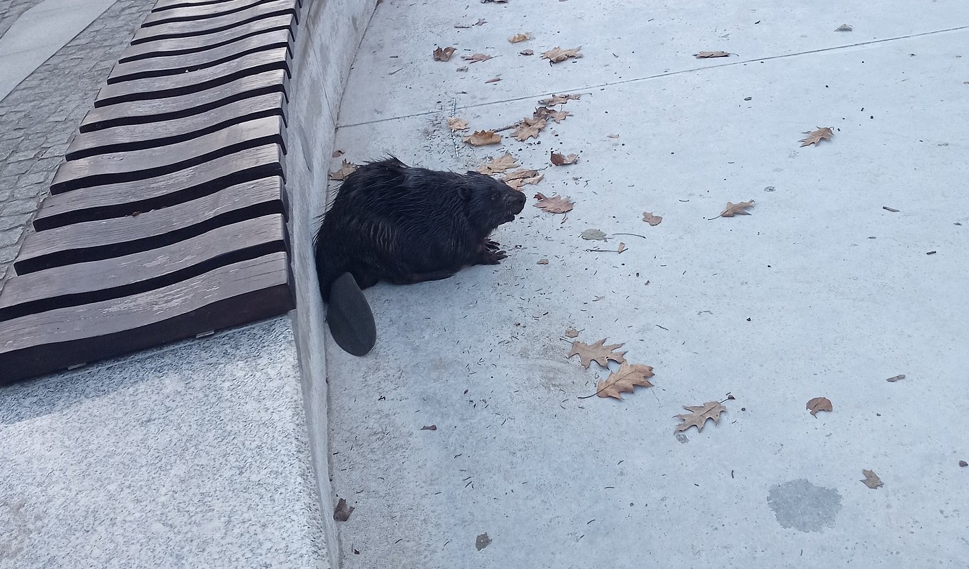 Bóbr wpadł w pułapkę w parku Podzamcze. Pomógł ekopatrol