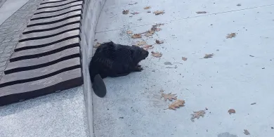 Bóbr wpadł w pułapkę w parku Podzamcze. Pomógł ekopatrol