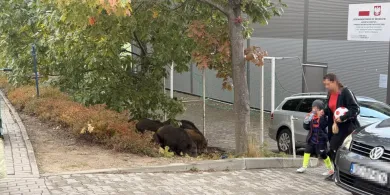 91 zgłoszeń w 3 miesiące. Dziki opanowują Olsztyn?