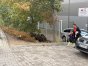 Dziki w przestrzeni miejskiej. Olsztyn wśród wielu miast z problemem