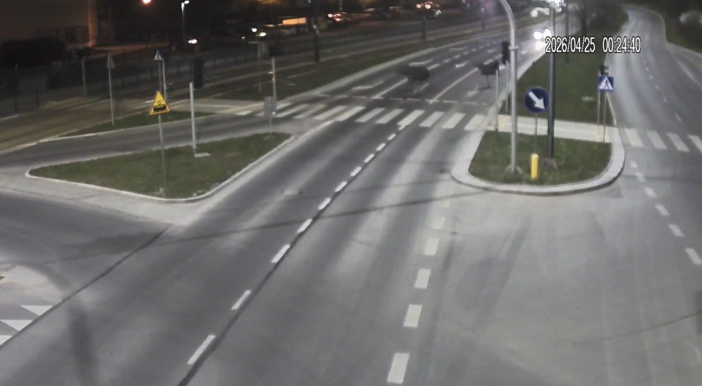 Niecodzienny widok w Olsztynie. Na ulicy Krasickiego pojawiły się łosie! [WIDEO]