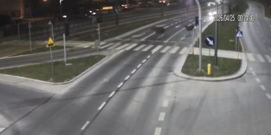 Artykuł: Niecodzienny widok w Olsztynie. Na ulicy Krasickiego pojawiły się łosie! [WIDEO]