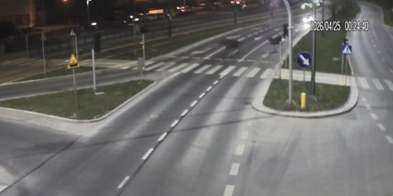 Niecodzienny widok w Olsztynie. Na ulicy Krasickiego pojawiły się łosie! [WIDEO]