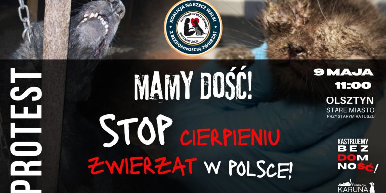 Wyjdą na ulice Olsztyna, aby walczyć o prawa zwierząt. Protesty odbędą się w 15 miastach