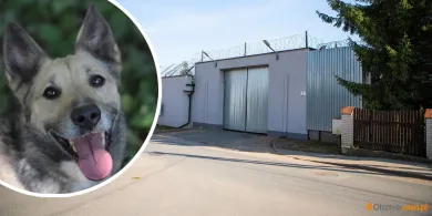 Olsztyn. Osadzeni dadzą domy tymczasowe bezdomnym psom. To pierwsza taka inicjatywa w Polsce