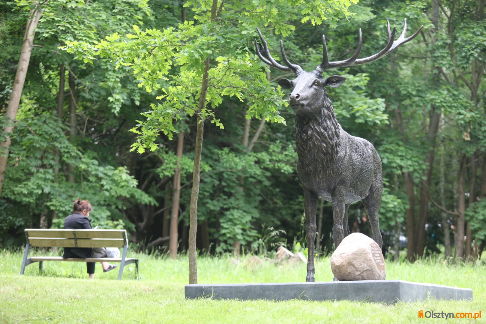 W centrum Olsztyna stanęła rzeźba jelenia. Monument ma przyciągać turystów. Trafiona atrakcja? [ZDJĘCIA]