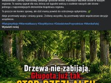 Pod topór pójdzie około 1,6 tys. drzew na Warmii i 6,6 tys. na terenie województwa? Mieszkańcy walczą o aleje [WIDEO]
