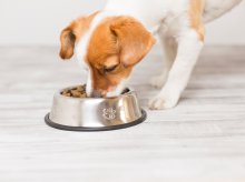 Dieta a nagrody – jak mądrze wybierać smaczki dla psa, by nie obciążać jego żołądka?