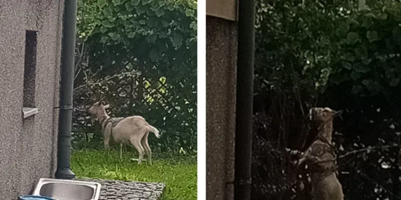 Na posesji trzymał kozę na łańcuchu. Nietypowa interwencja w Olsztynie zakończyła się mandatem