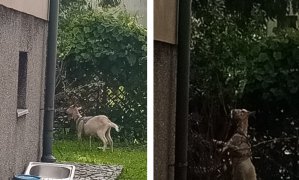Trzymał kozę na łańcuchu. Nietypowa interwencja w Olsztynie zakończyła się mandatem