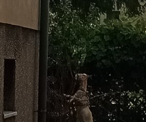 Na posesji trzymał kozę na łańcuchu. Nietypowa interwencja w Olsztynie zakończyła się mandatem