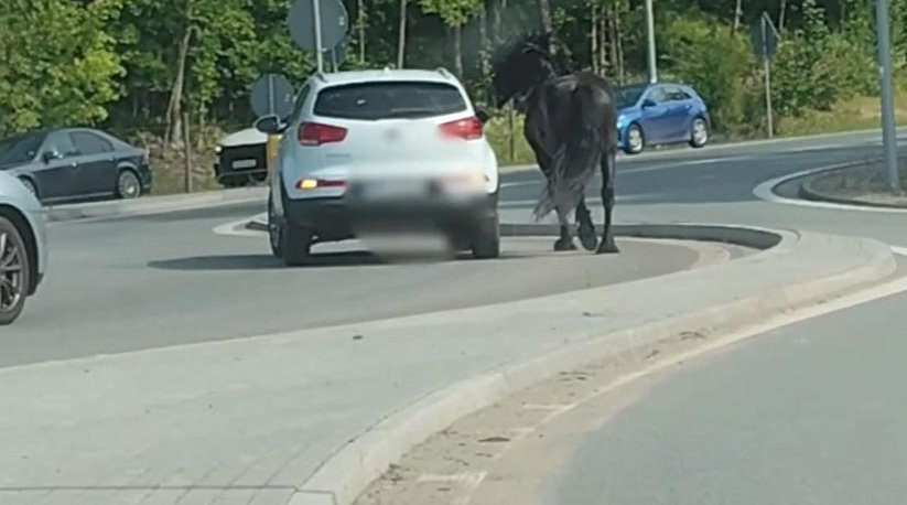 Pijany jechał autem, na lince trzymał konia, biegnącego obok pojazdu. Teraz odpowie za swoje zachowanie [WIDEO]