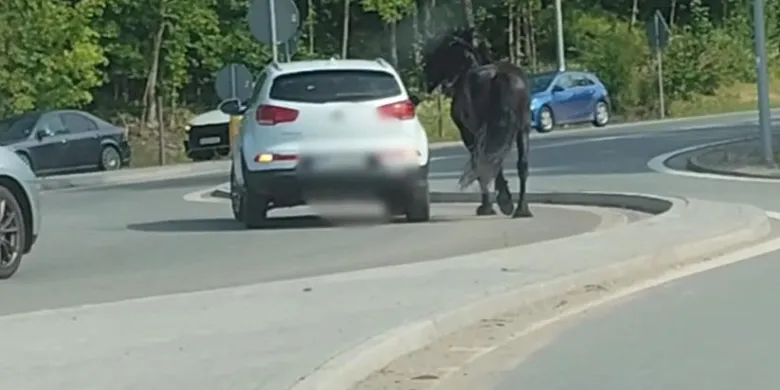 Pijany jechał autem, na lince trzymał konia, biegnącego obok pojazdu. Teraz odpowie za swoje zachowanie [WIDEO]