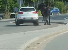 Pijany jechał autem, na lince trzymał konia, biegnącego obok pojazdu. Teraz odpowie za swoje zachowanie [WIDEO]
