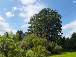 Olsztyn. Przełom w sprawie 150-letnich dębów na Zatorzu. Miasto wycofało się z budowy drogi