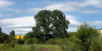 Artykuł: Olsztyn. Przełom w sprawie 150-letnich dębów na os. Podleśna. Miasto wycofało się z budowy drogi