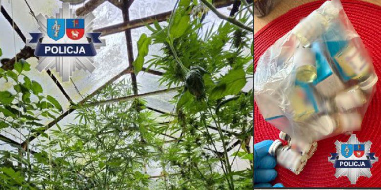 Artykuł: Marihuana rosła obok pomidorów i ogórków. Pięć osób zatrzymanych w Dobrym Mieście, wśród nich żołnierz