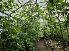 Marihuana rosła obok pomidorów i ogórków. Pięć osób zatrzymanych w Dobrym Mieście, wśród nich żołnierz